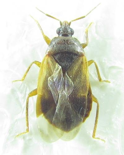 Lyctocoris campestris