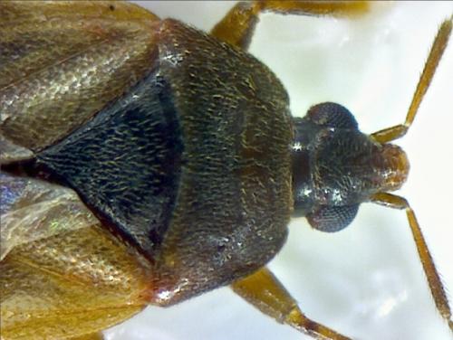 Lyctocoris campestris