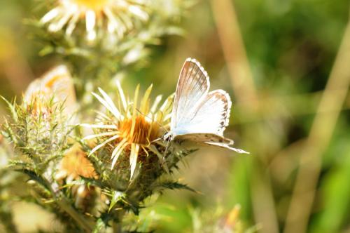 Réf. 154 718 : Polyommatus sp.