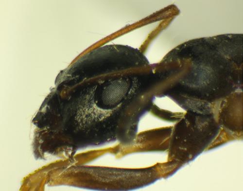 Réf. 154 634 : Formica lemani