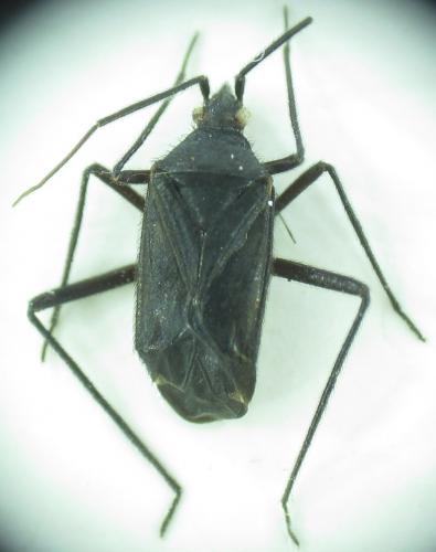 Réf. 154 974 : Macrotylus ponticus