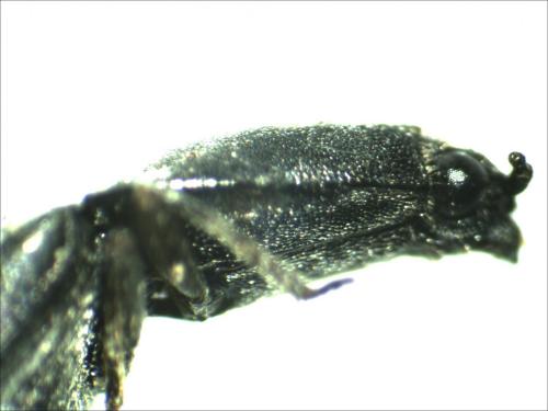 Réf. 154 014 : Aplotarsus incanus