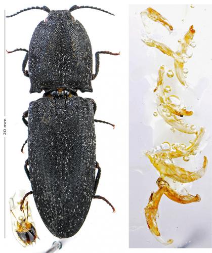 Réf. 154 423 : Lacon punctatus