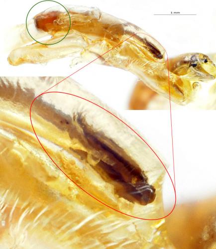 Réf. 154 444 : Lacon punctatus