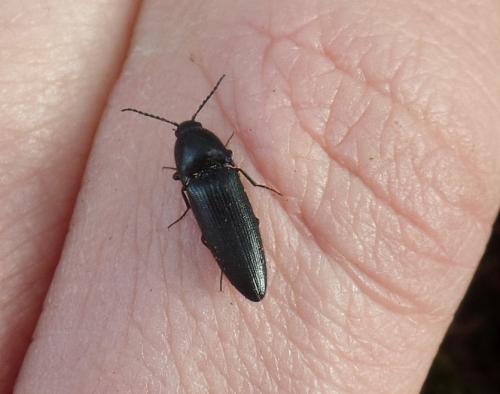 Ampedus nigerrimus