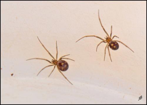 Steatoda grossa