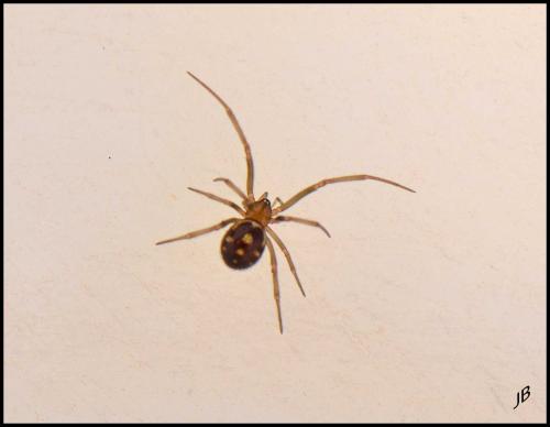 Steatoda grossa