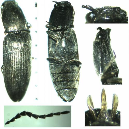Réf. 154 099 : Aplotarsus incanus