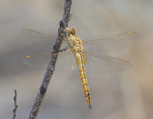 Pantala flavescens