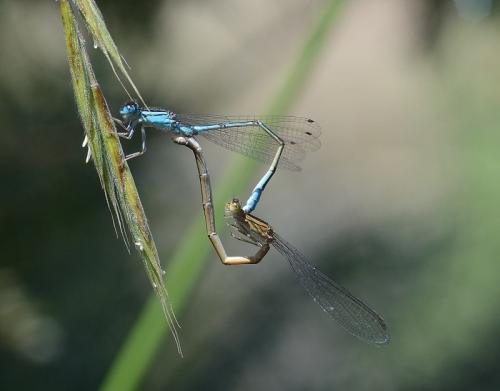 Africallagma glaucum
