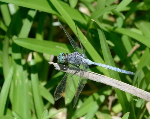 Orthetrum stemmale