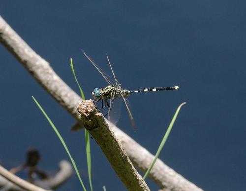 Orthetrum stemmale