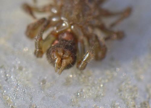 Réf. 154 084 : Atypus affinis
