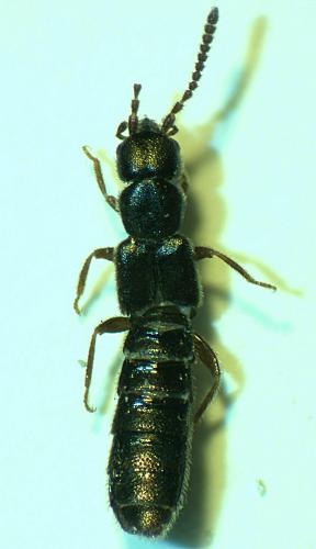 Myrmecopora sulcata