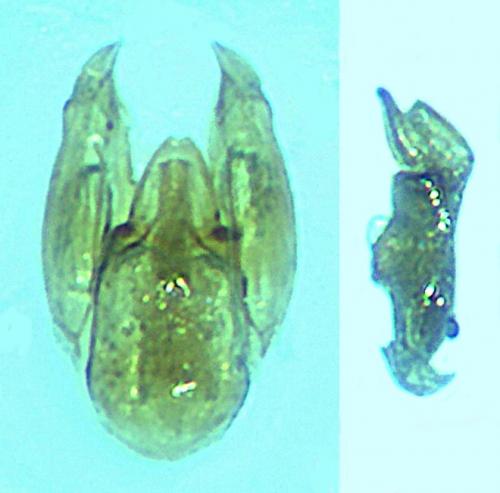 Réf. 154 997 : Myrmecopora sulcata