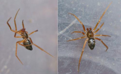 Coscinida tibialis