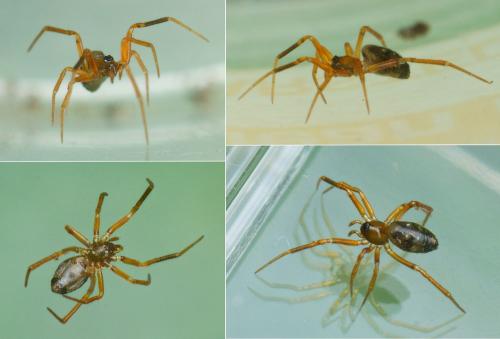 Coscinida tibialis
