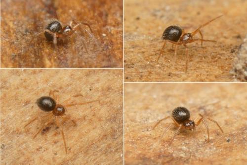 Cepheia longiseta