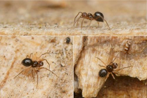 Réf. 154 103 : Cepheia longiseta