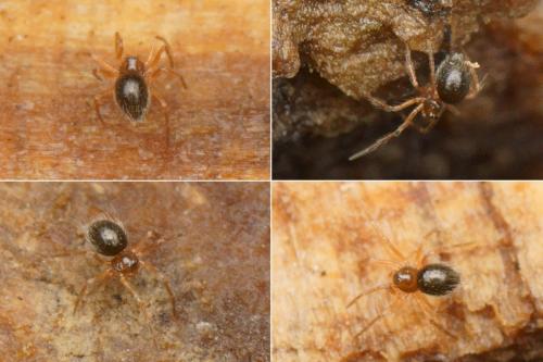 Cepheia longiseta