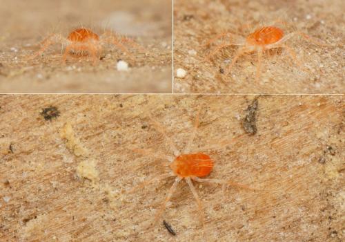 Erythracarus epigeus
