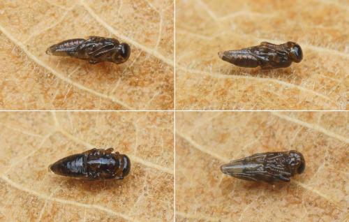 Réf. 154 531 : Cheiloneurus sp.