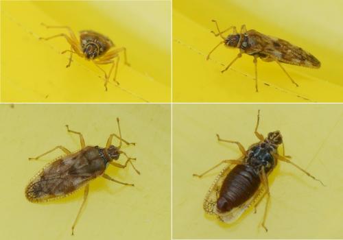 Monosteira unicostata