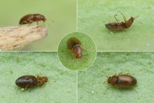 Réf. 154 432 : Corticaria sp.