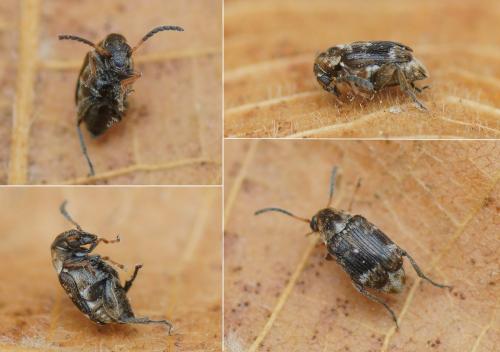 Bruchidius sp.