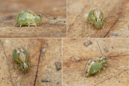 Sminthurus viridis