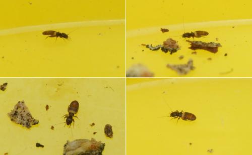 Liposcelis sp.