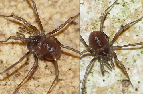 Nemastoma sp.