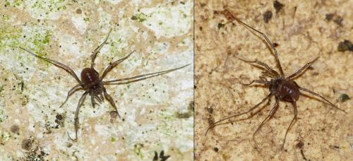 Nemastoma sp.