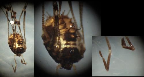 Réf. 154 277 : Nemastomella bacillifera