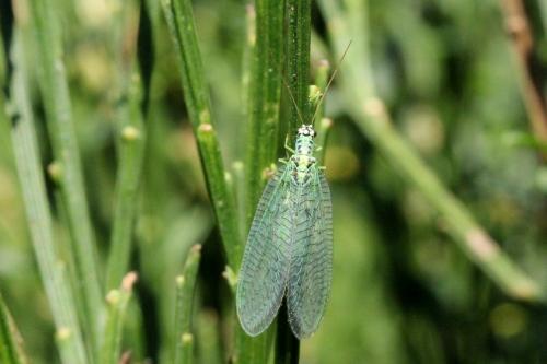 Réf. 154 489 : Chrysopa perla