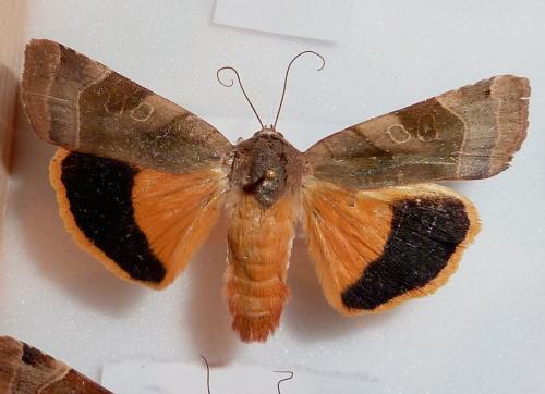 Noctua fimbriata