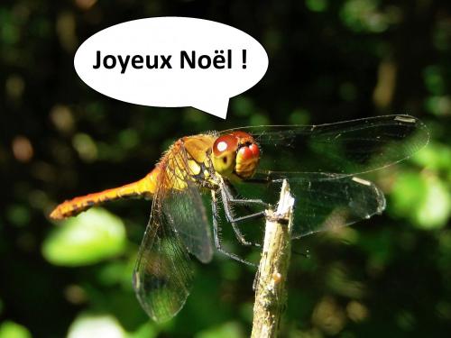 Sympetrum sanguineum