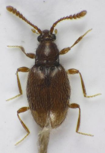 Réf. 154 796 : Neuraphes sp.