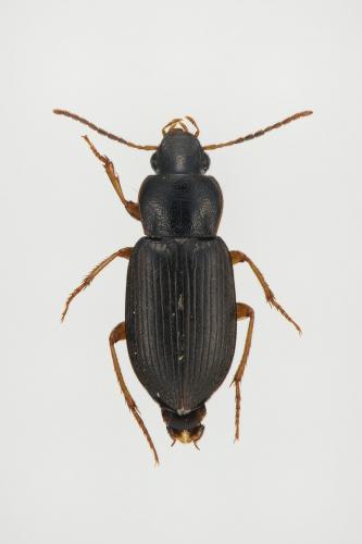 Parophonus maculicornis