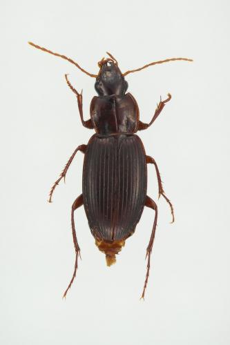 Réf. 154 128 : Platyderus depressus
