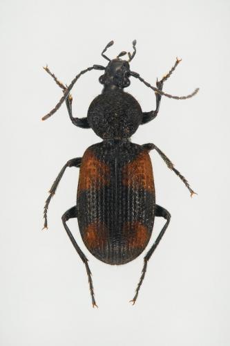 Panagaeus bipustulatus