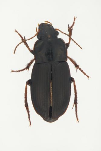 Réf. 154 567 : Harpalus sp.