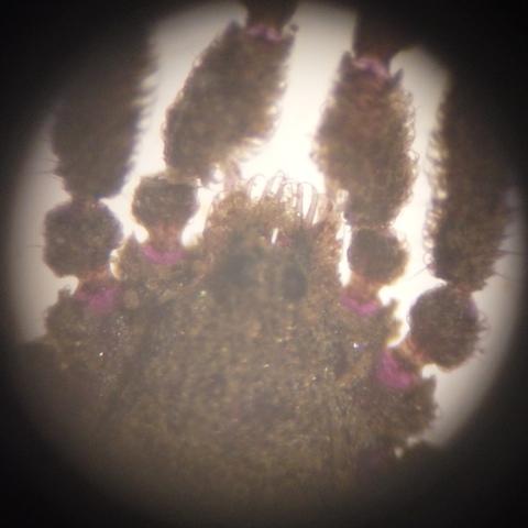Anelasmocephalus cambridgei