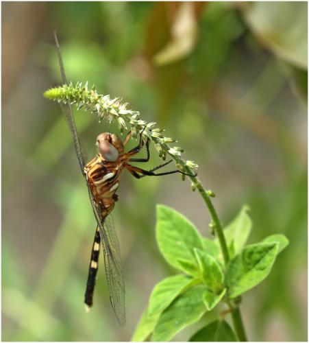 Orthetrum stemmale