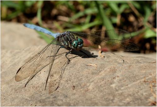 Orthetrum stemmale
