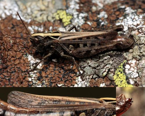 Réf. 154 493 : Omocestus haemorrhoidalis haemorrhoidalis