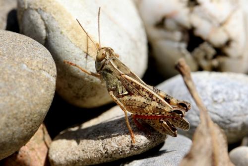 Calliptamus italicus