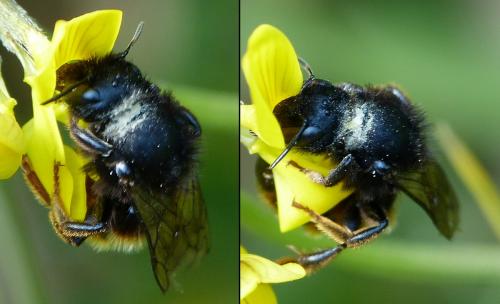 Osmia bicolor