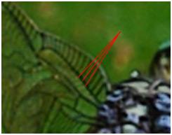 Orthetrum stemmale