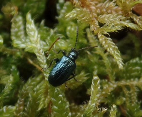 Oulema sp.